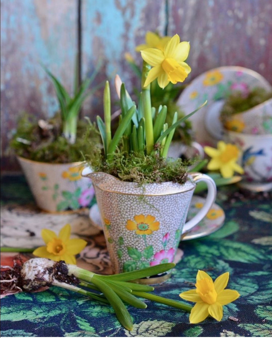 daffodils in cup